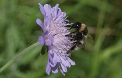 Bumblebee
